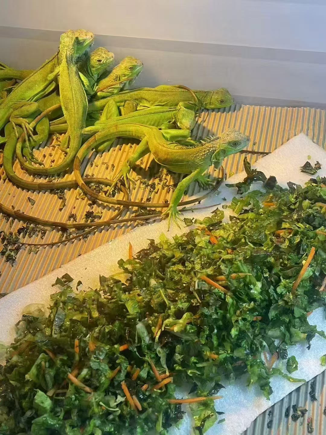 鬣蜥